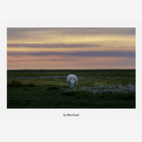 Alene i marskens solnedgang, Mand�