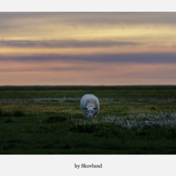 Alene i marskens solnedgang, Mand�