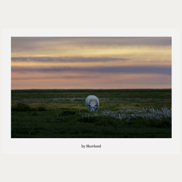 Alene i marskens solnedgang, Mand�
