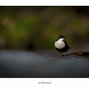 Stilhed i str�mmen 