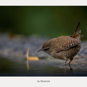 Skovens st�rste stemme