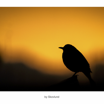 Aftenens sidste gl�d