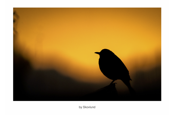 Aftenens sidste gl�d