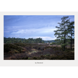 �bent landskab ved Syv�rss�erne med lyng, tr�er og vid himmel i skiftende lys og nordisk stemning.