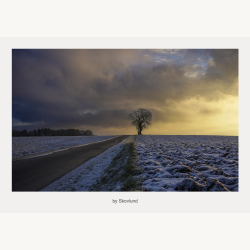 Ensomme tr�er i vinterlandskab ved Vejle indhyllet i koldt morgenlys og stille atmosf�re.