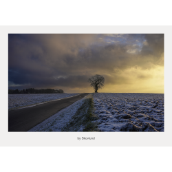 Ensomme tr�er i vinterlandskab ved Vejle indhyllet i koldt morgenlys og stille atmosf�re.