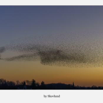 Sort sol �Cirklen�, Aventoft