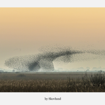 Sort sol i dis, Aventoft