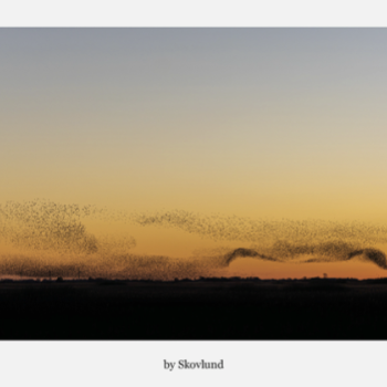 Sort sol �Slangen�, Aventoft